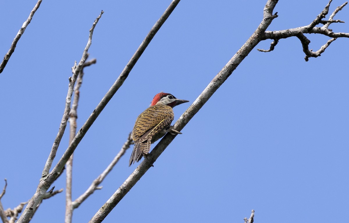 Spot-breasted Woodpecker - ML621558963
