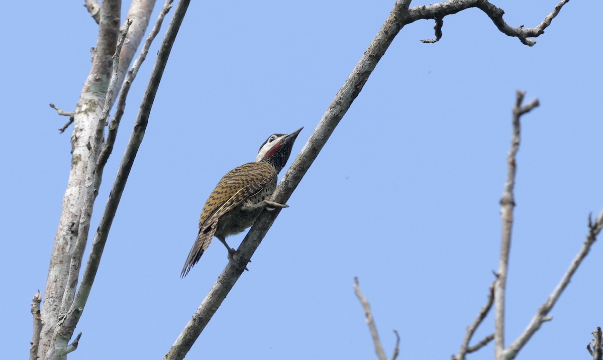 Spot-breasted Woodpecker - ML621558964