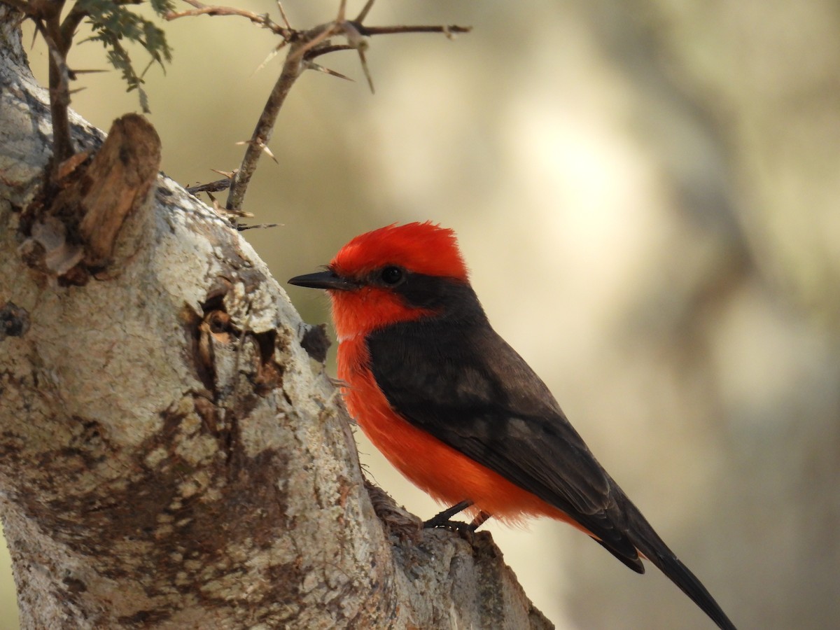 Vermilion Flycatcher - Maria Elisa Seminario