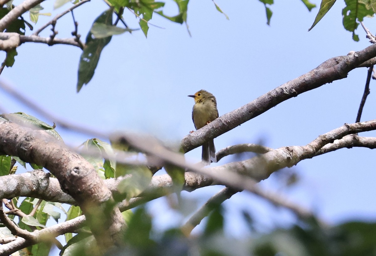 Orange-fronted Plushcrown - ML621558968