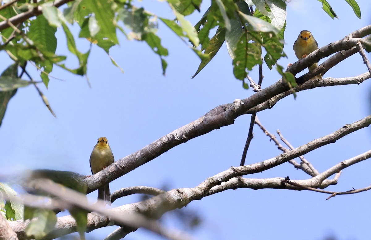 Orange-fronted Plushcrown - ML621558971