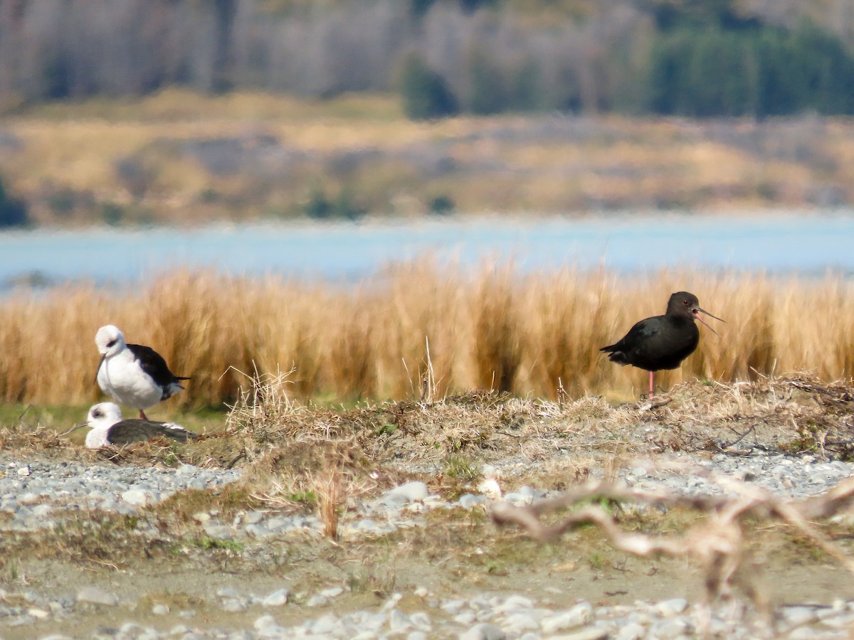 Black Stilt - ML621559168