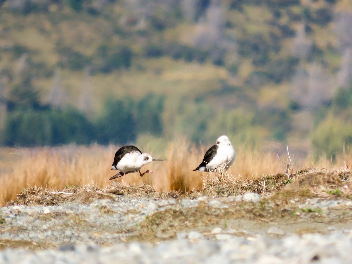 Black Stilt - ML621559169