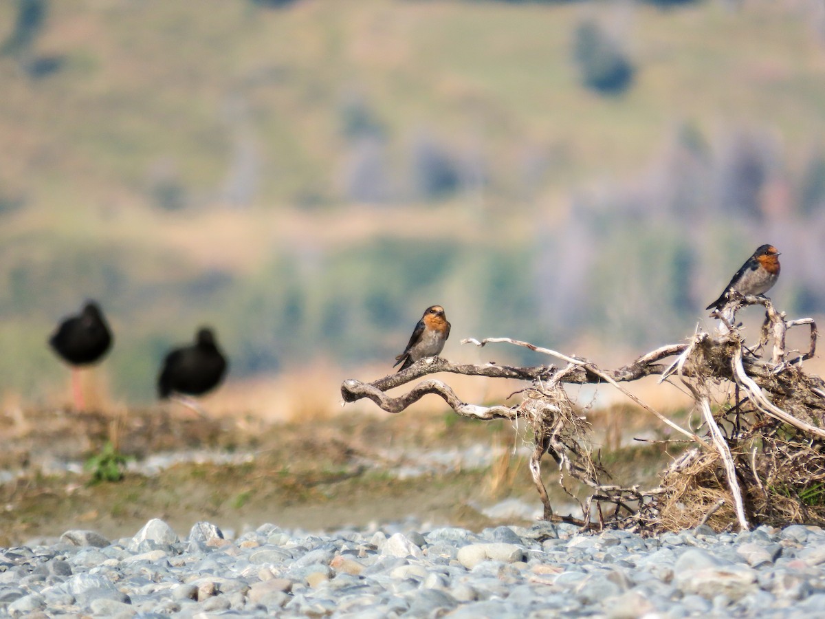 Black Stilt - ML621559172