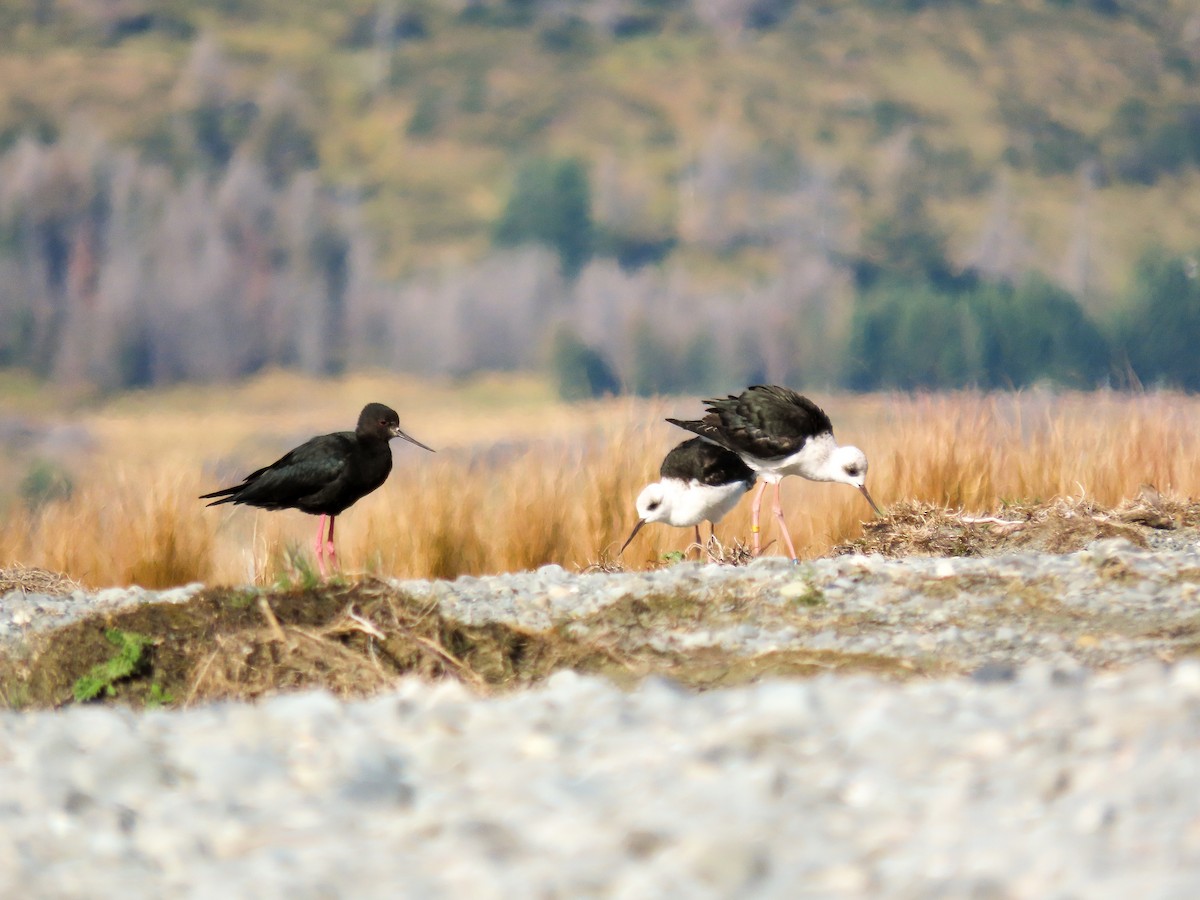 Black Stilt - ML621559174