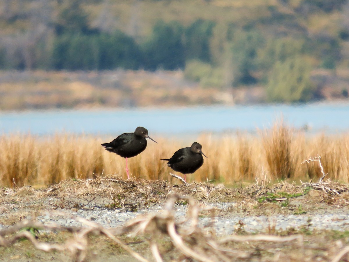 Black Stilt - ML621559175