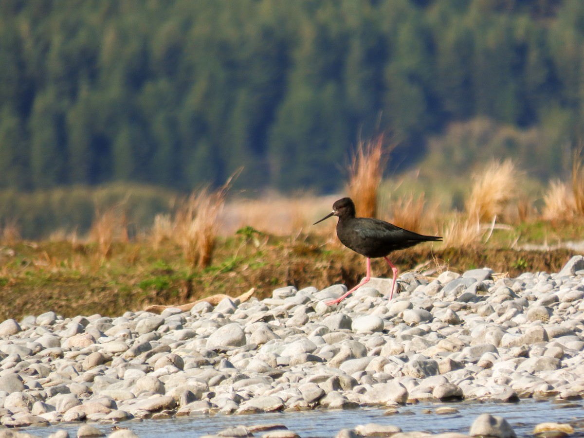 Black Stilt - ML621559176