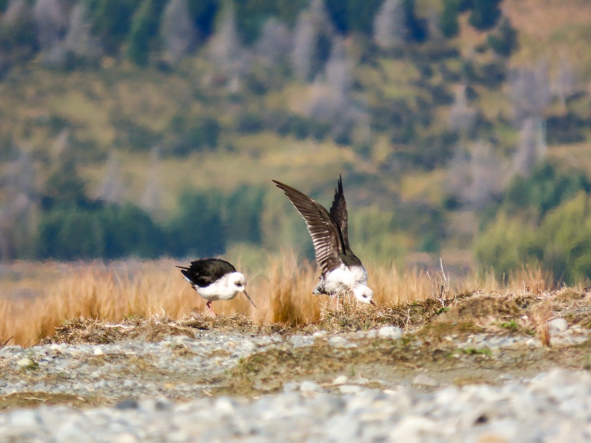 Black Stilt - ML621559178