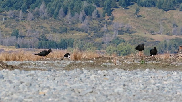 Black Stilt - ML621559221