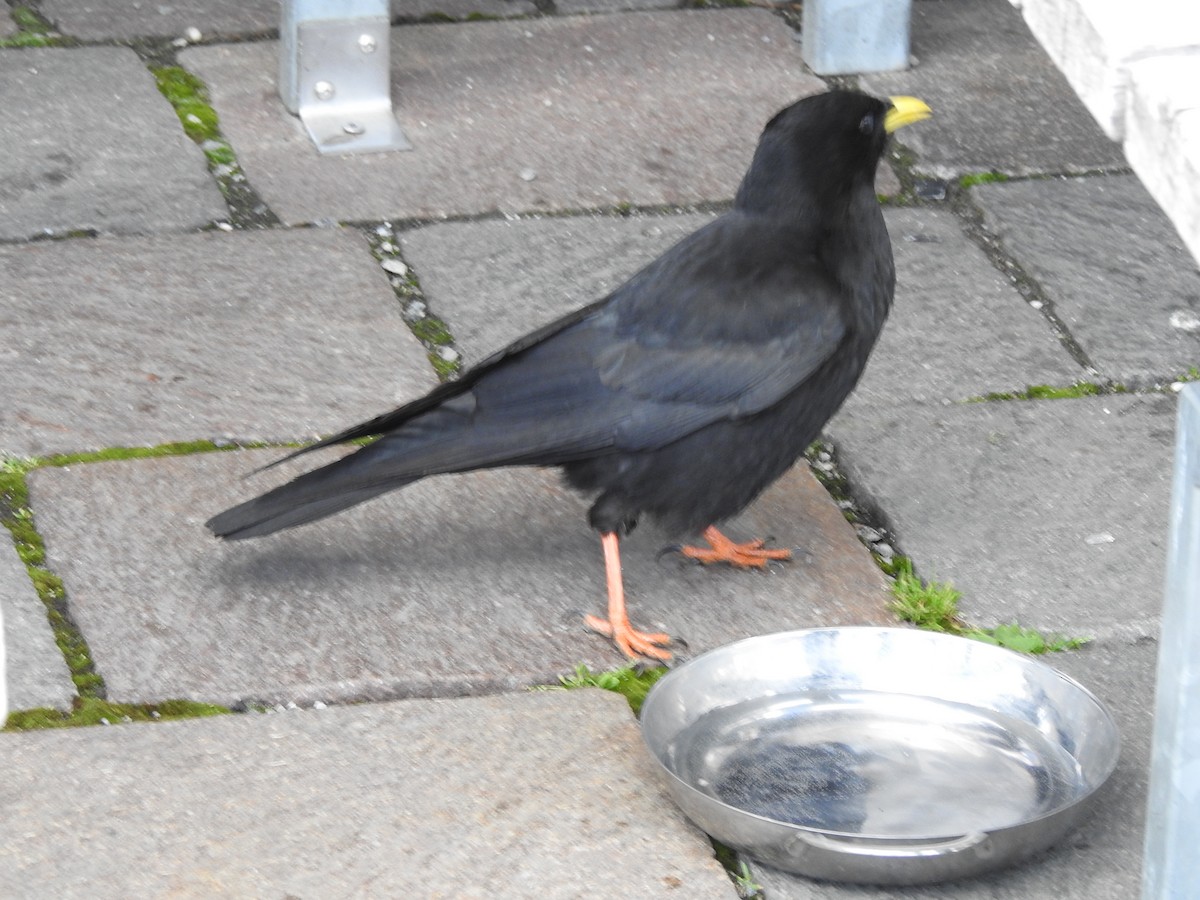 Yellow-billed Chough - ML621559223