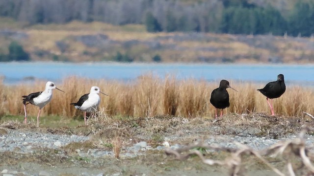 Black Stilt - ML621559229