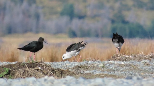 Black Stilt - ML621559230