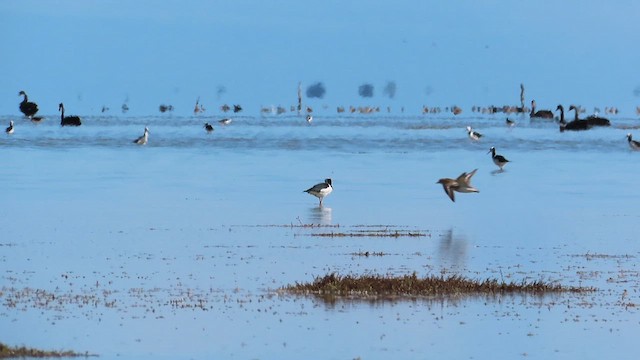 Pied Stilt - ML621559260