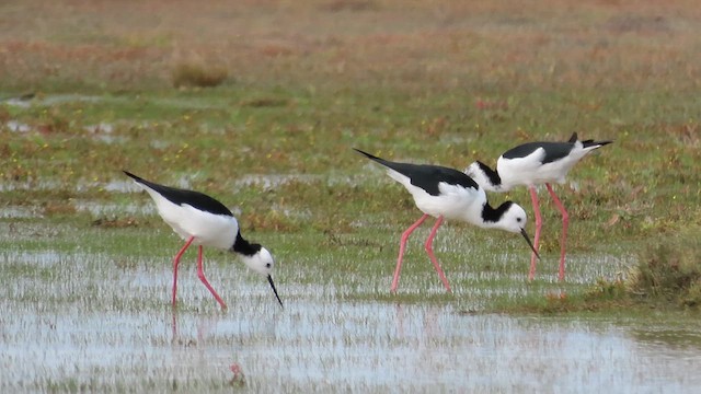 Pied Stilt - ML621559266