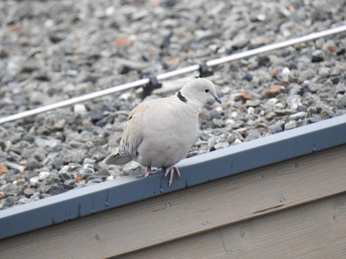 Eurasian Collared-Dove - ML621559285