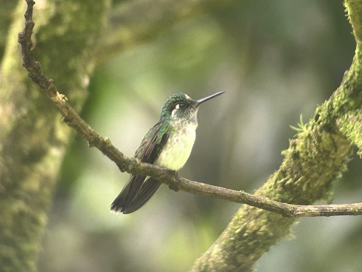 White-bellied Mountain-gem - Paul Ode