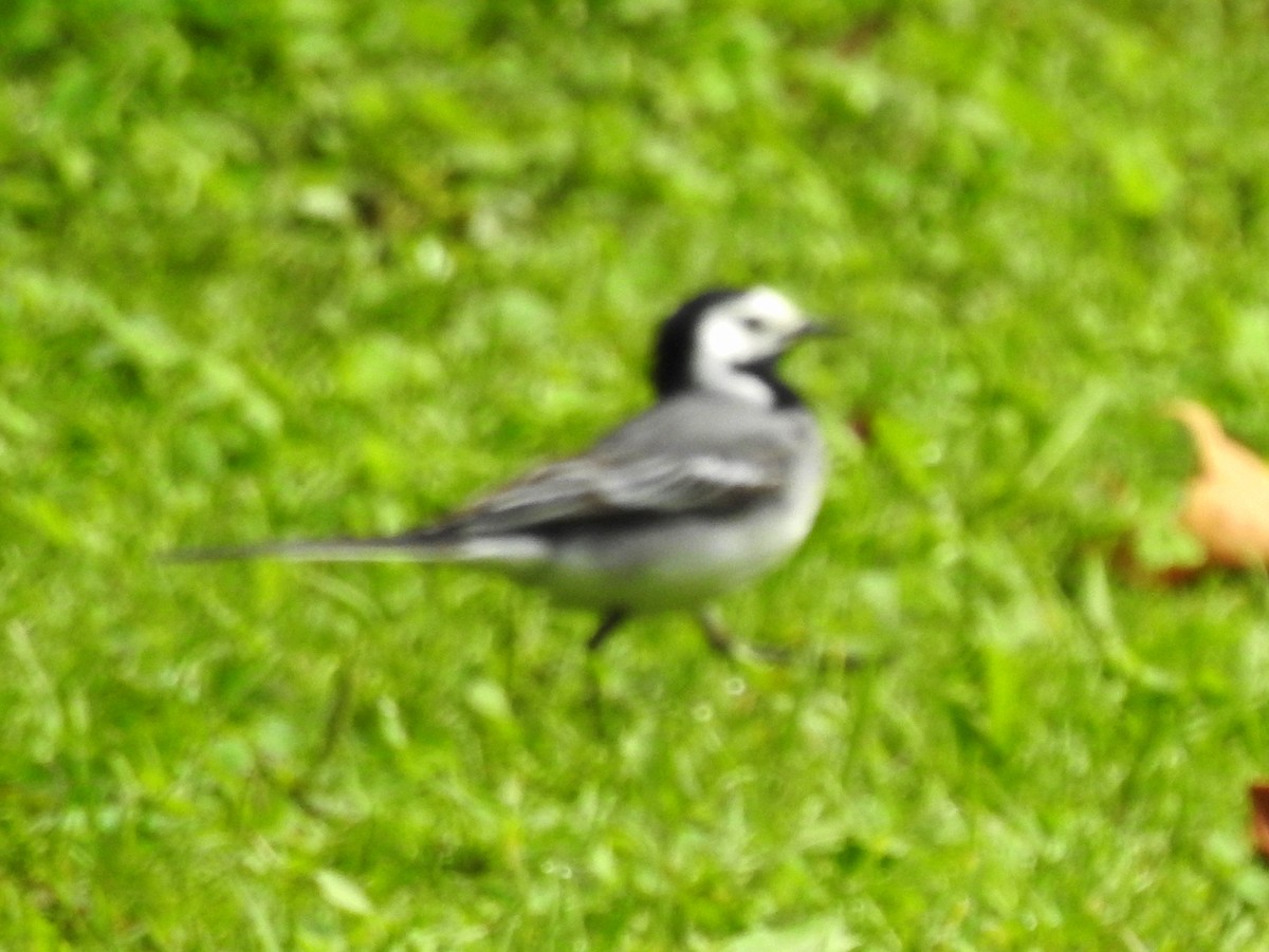 White Wagtail - ML621559314