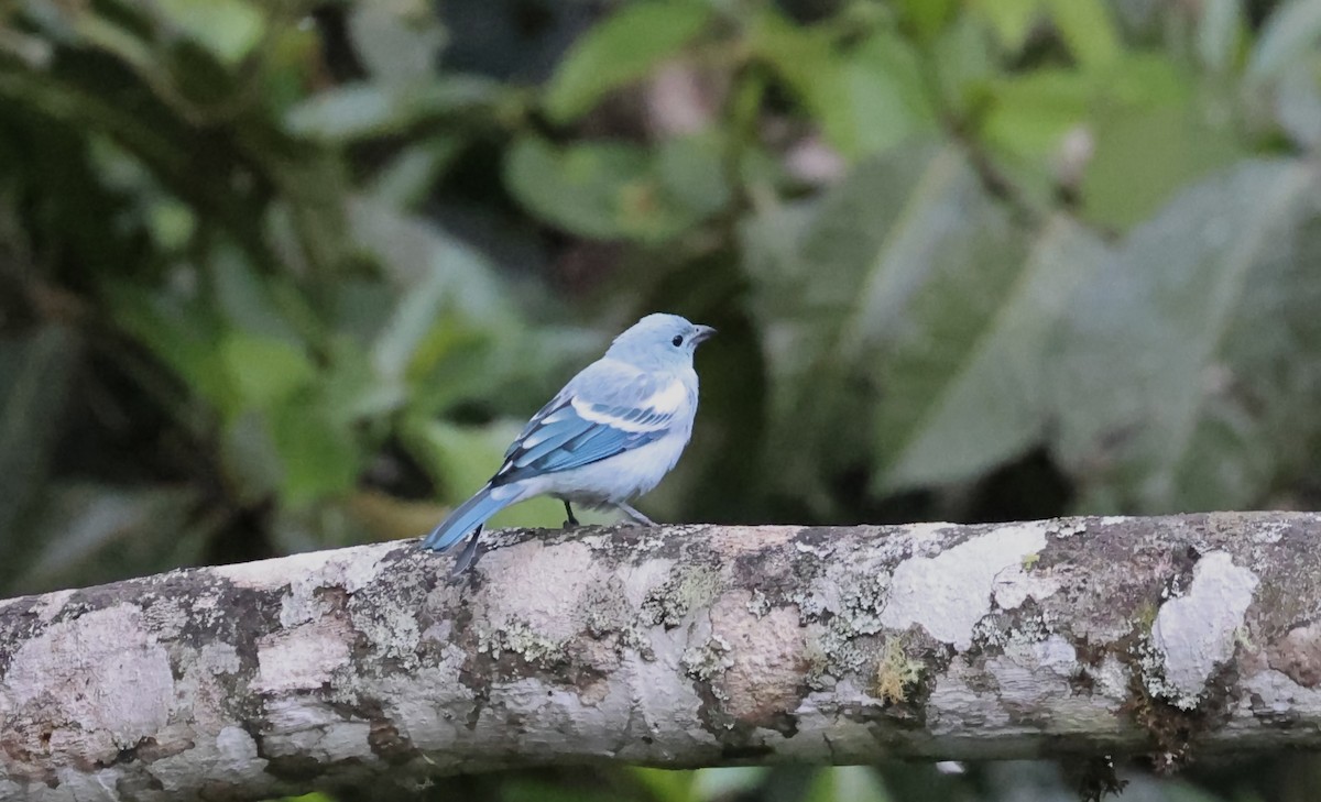 Blue-gray Tanager (White-edged) - Anne Bielamowicz