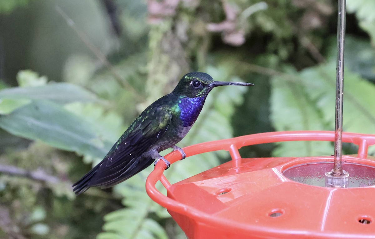 Colibrí del Napo - ML621559374