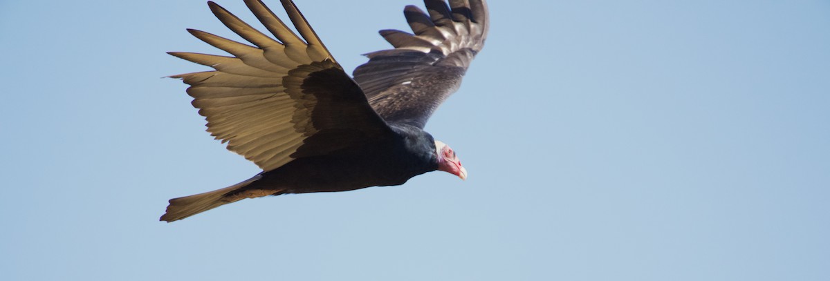 Turkey Vulture - ML621559490