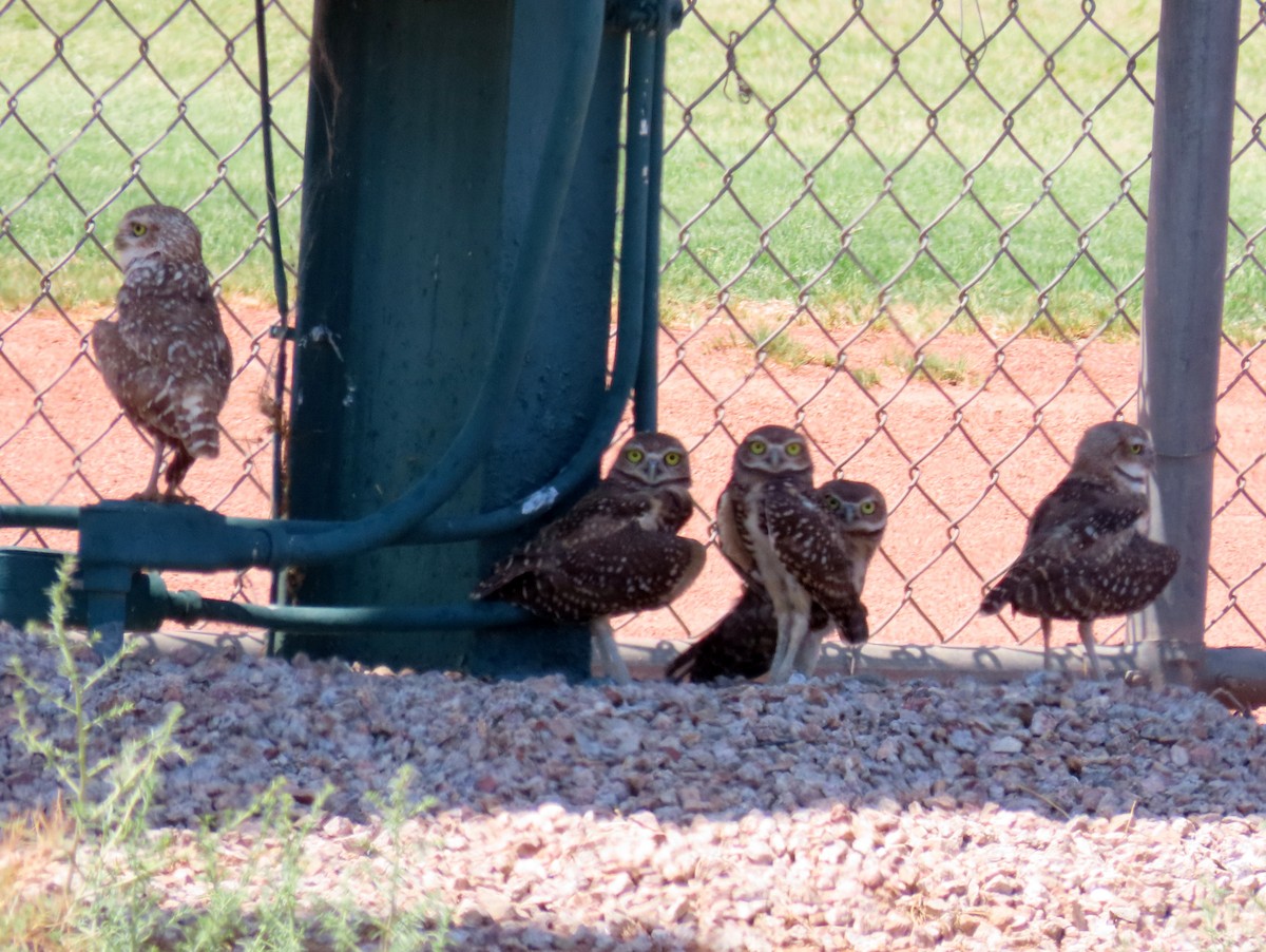 Burrowing Owl - ML621559492