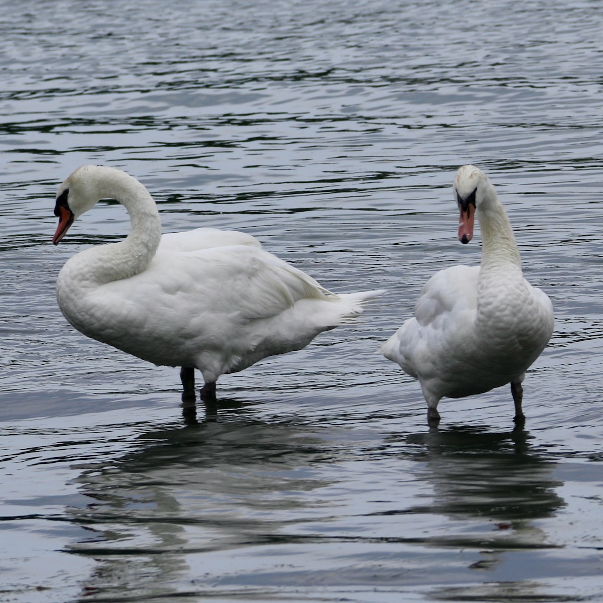 Mute Swan - Marisa E