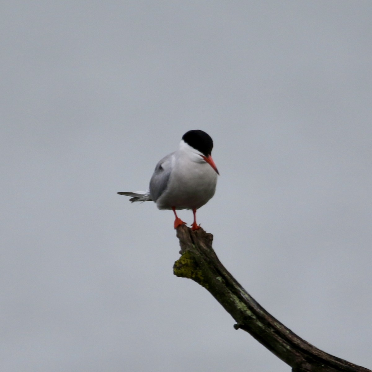 Common Tern - ML621559504