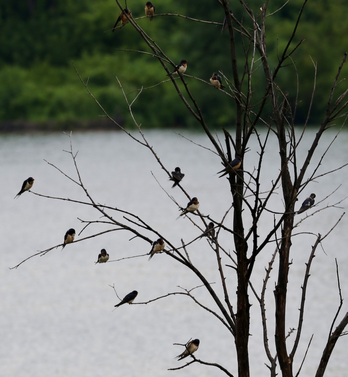 Barn Swallow - ML621559509