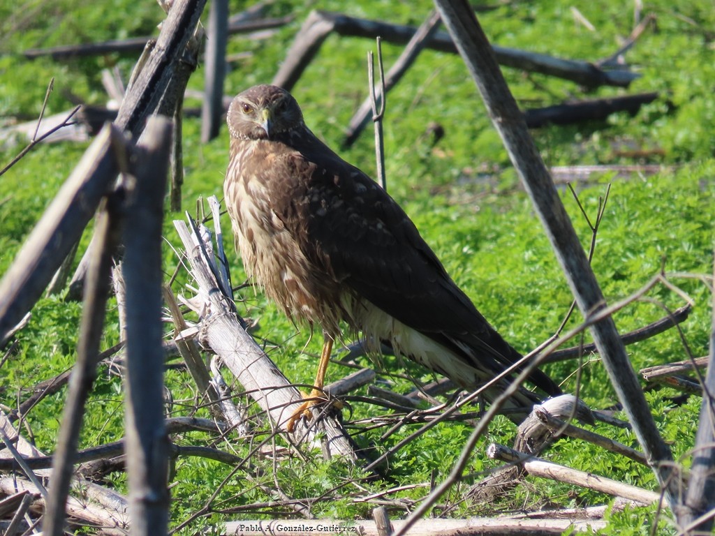 Cinereous Harrier - ML621559511