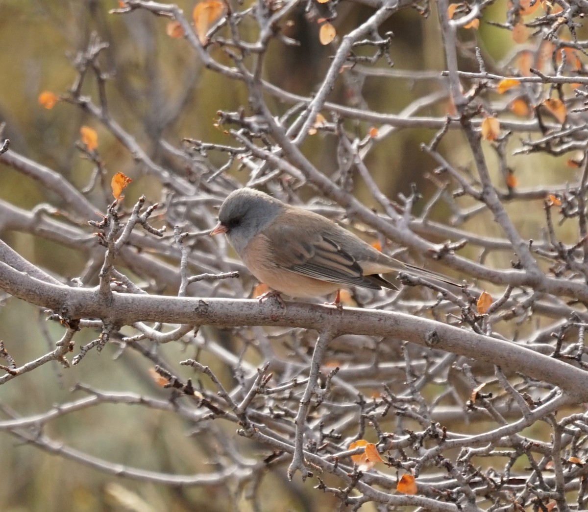 Dark-eyed Junco - ML621559513