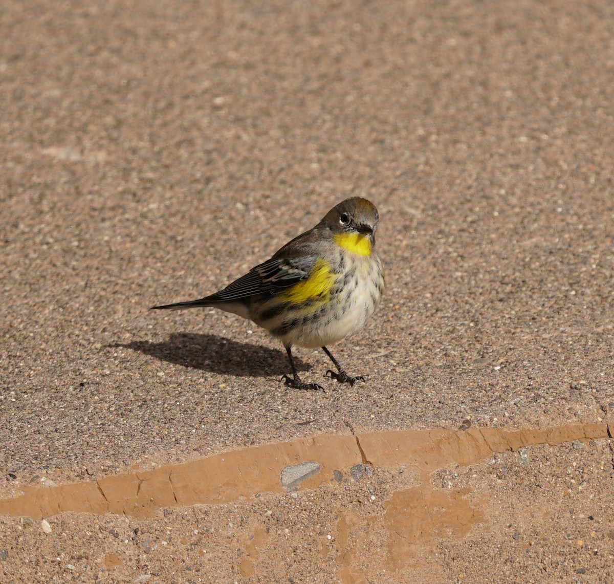 Yellow-rumped Warbler - ML621559531