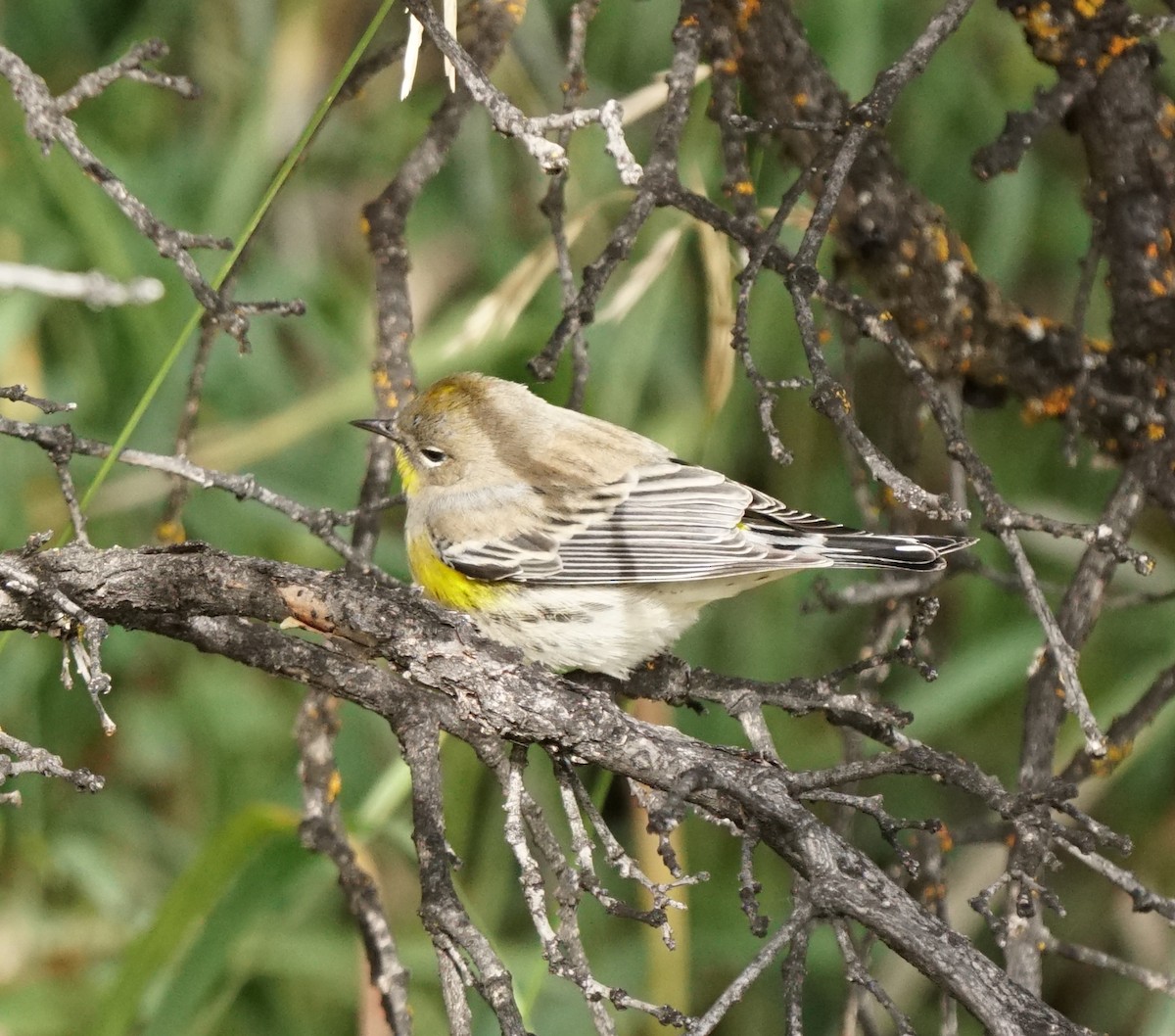 Yellow-rumped Warbler - ML621559533