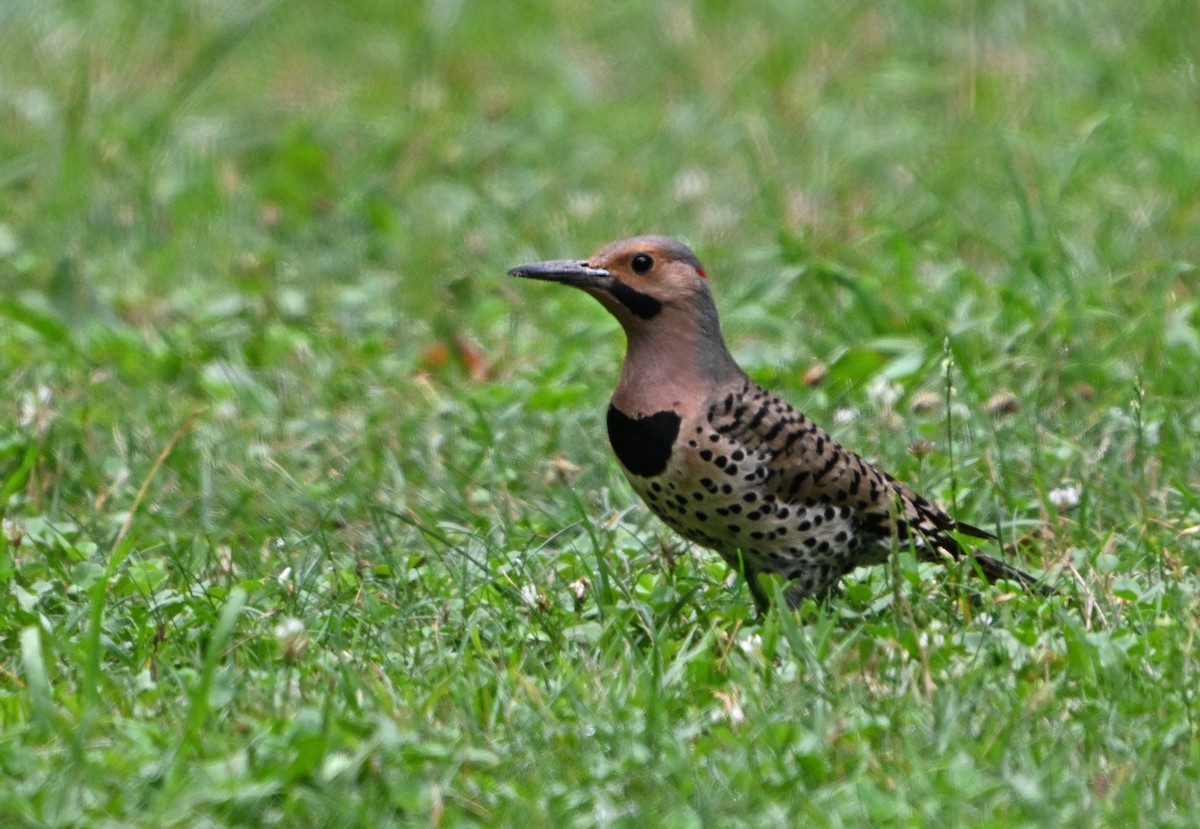 Northern Flicker - ML621559537