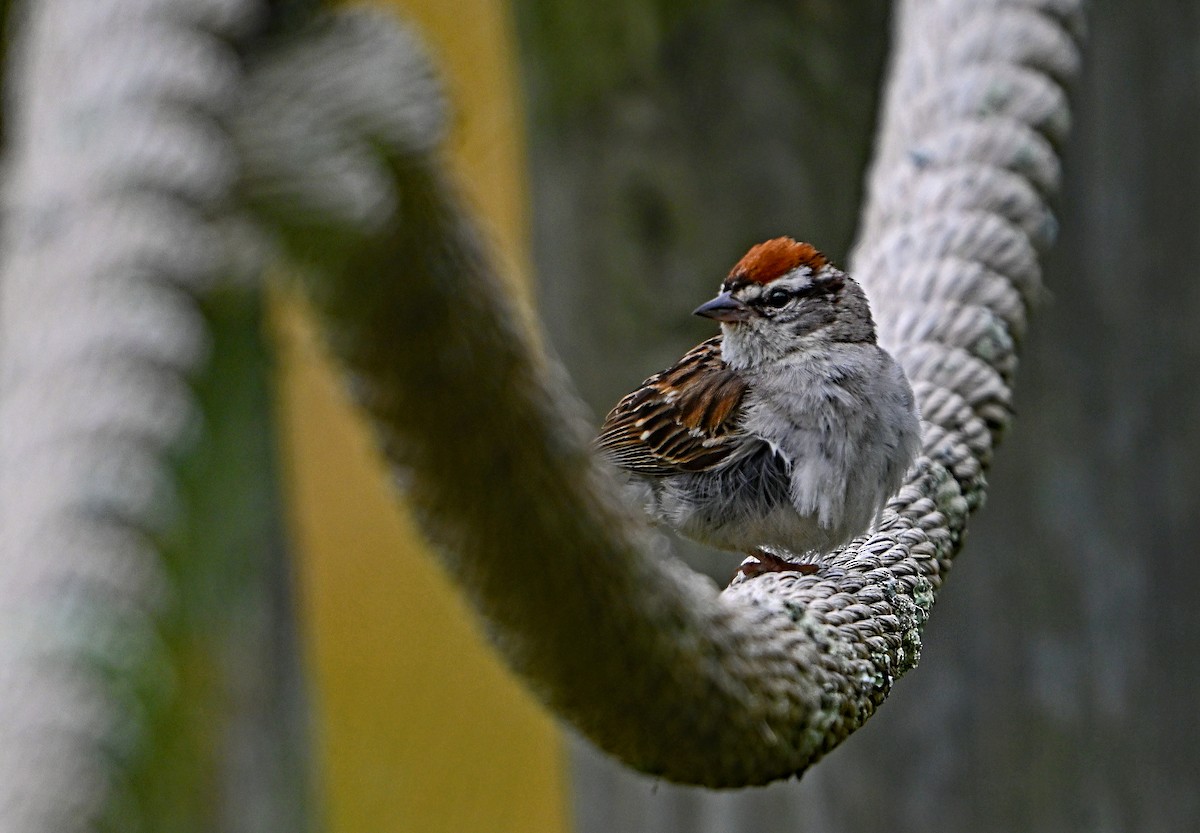 Chipping Sparrow - ML621559565