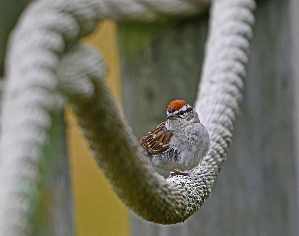 Chipping Sparrow - ML621559566