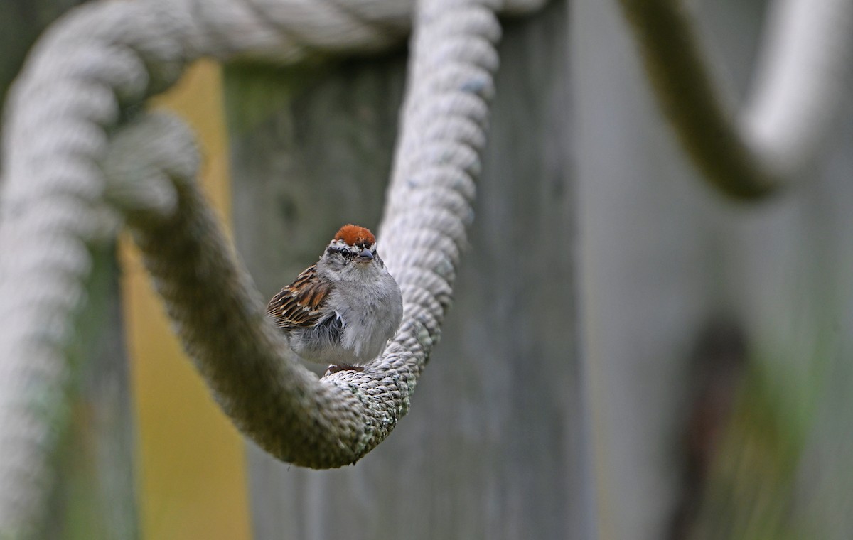 Chipping Sparrow - ML621559567