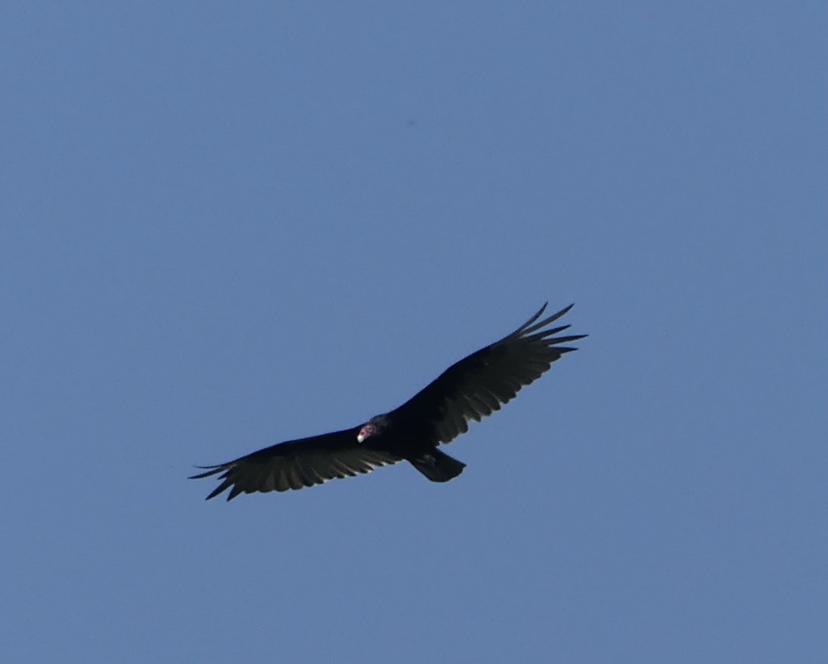 Turkey Vulture - ML621559570