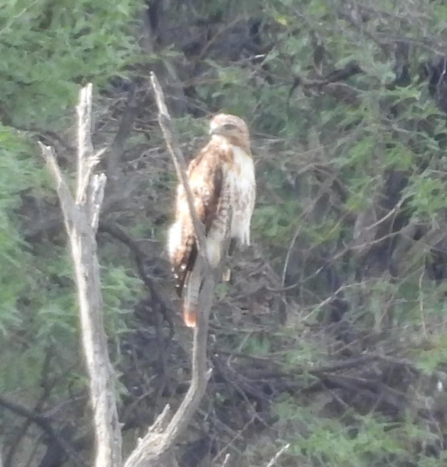 Red-tailed Hawk - ML621559573