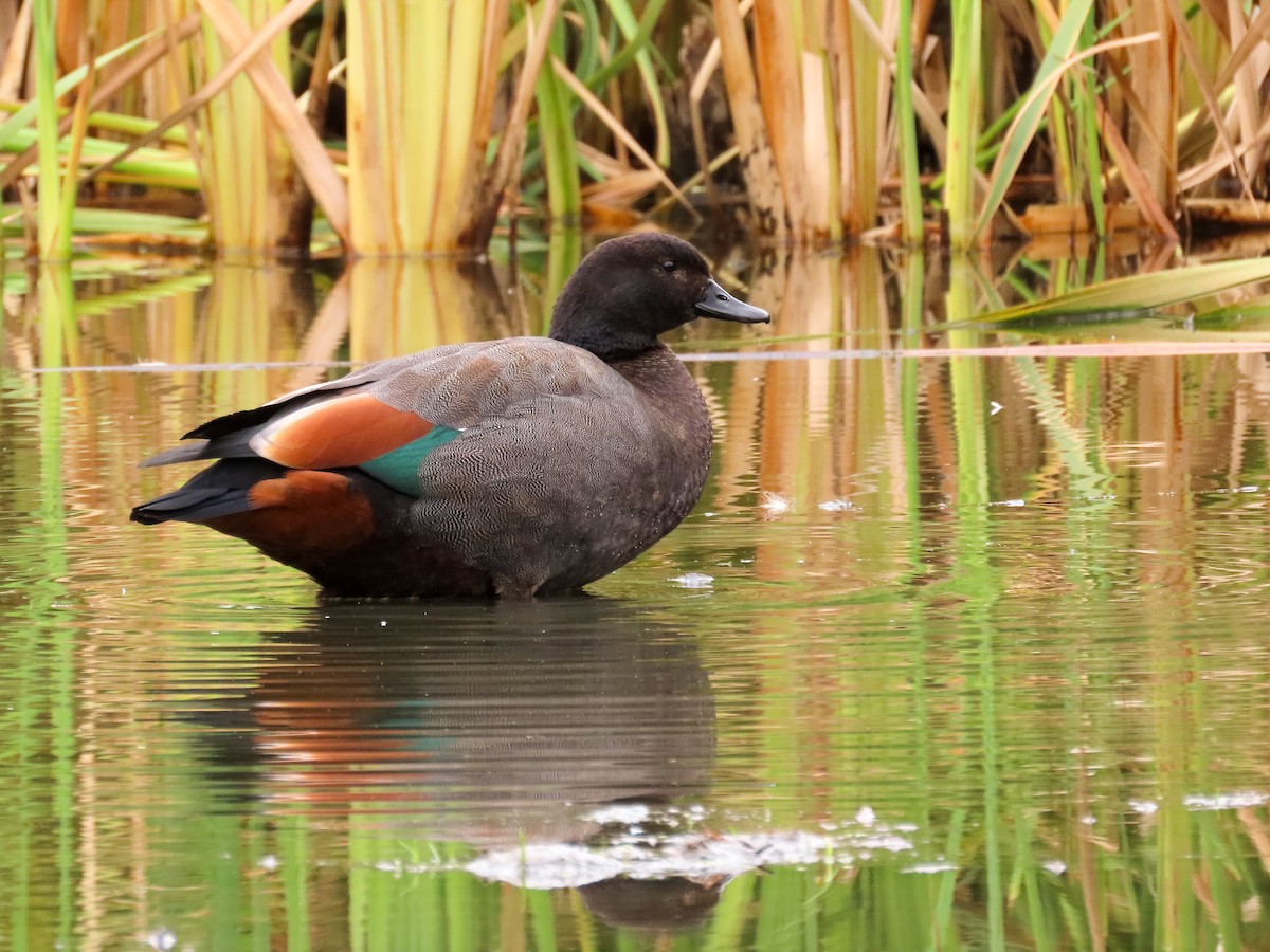 Paradise Shelduck - ML621559638