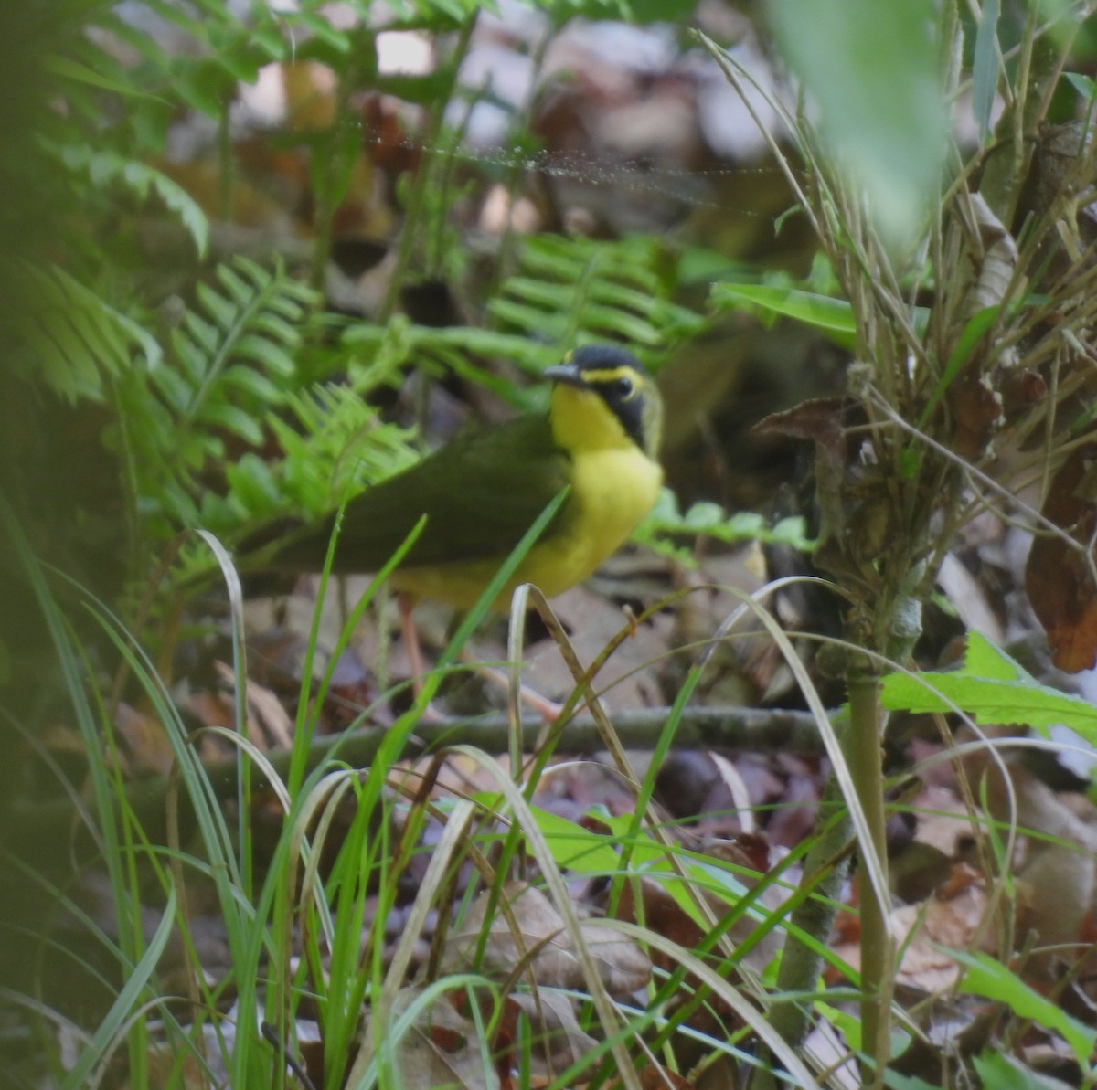 Kentucky Warbler - ML621559682