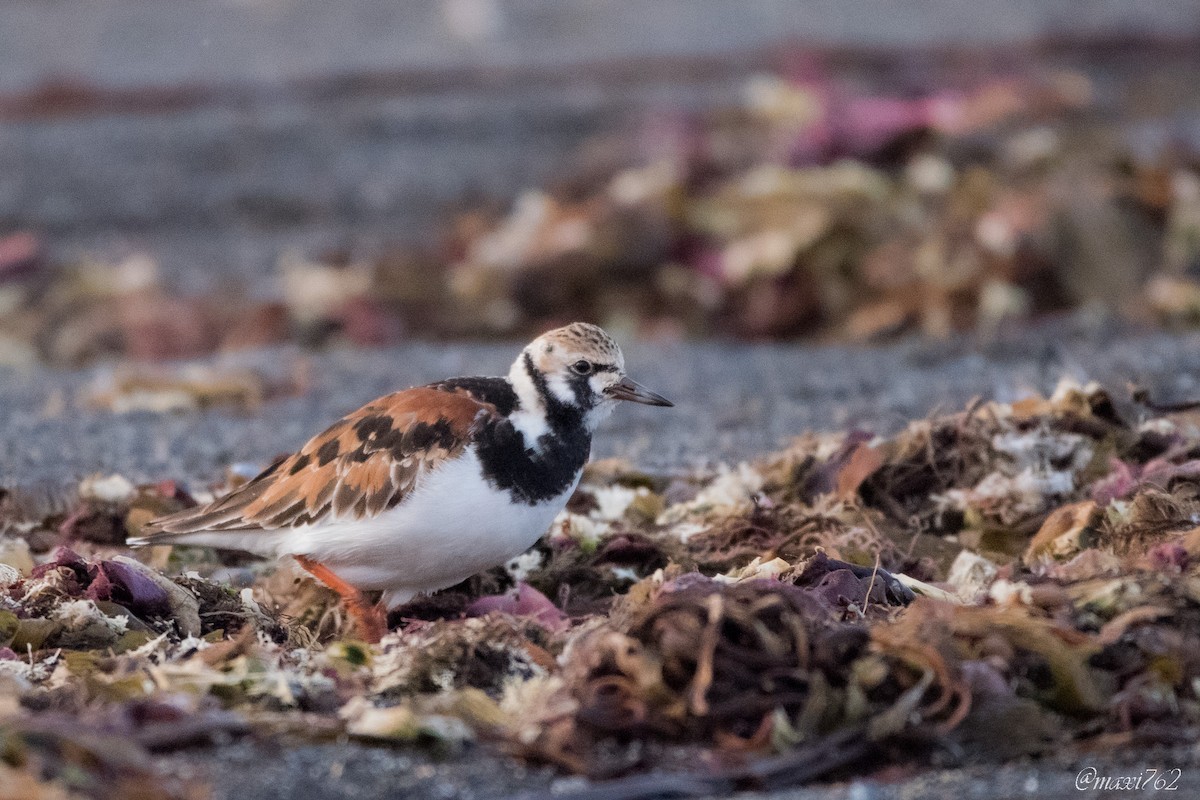 Ruddy Turnstone - Maximiliano Aguilar