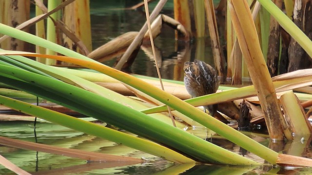 Baillon's Crake - ML621559707