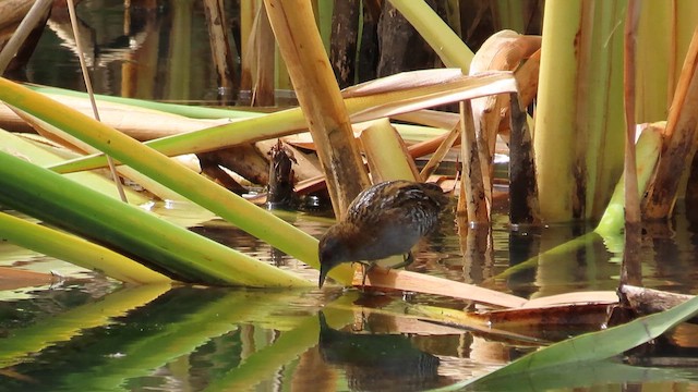 Baillon's Crake - ML621559718