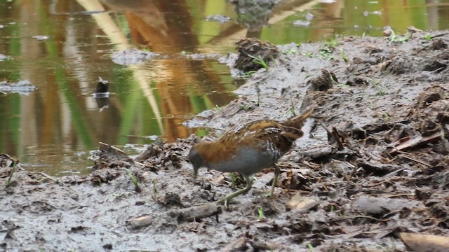 Baillon's Crake - ML621559720