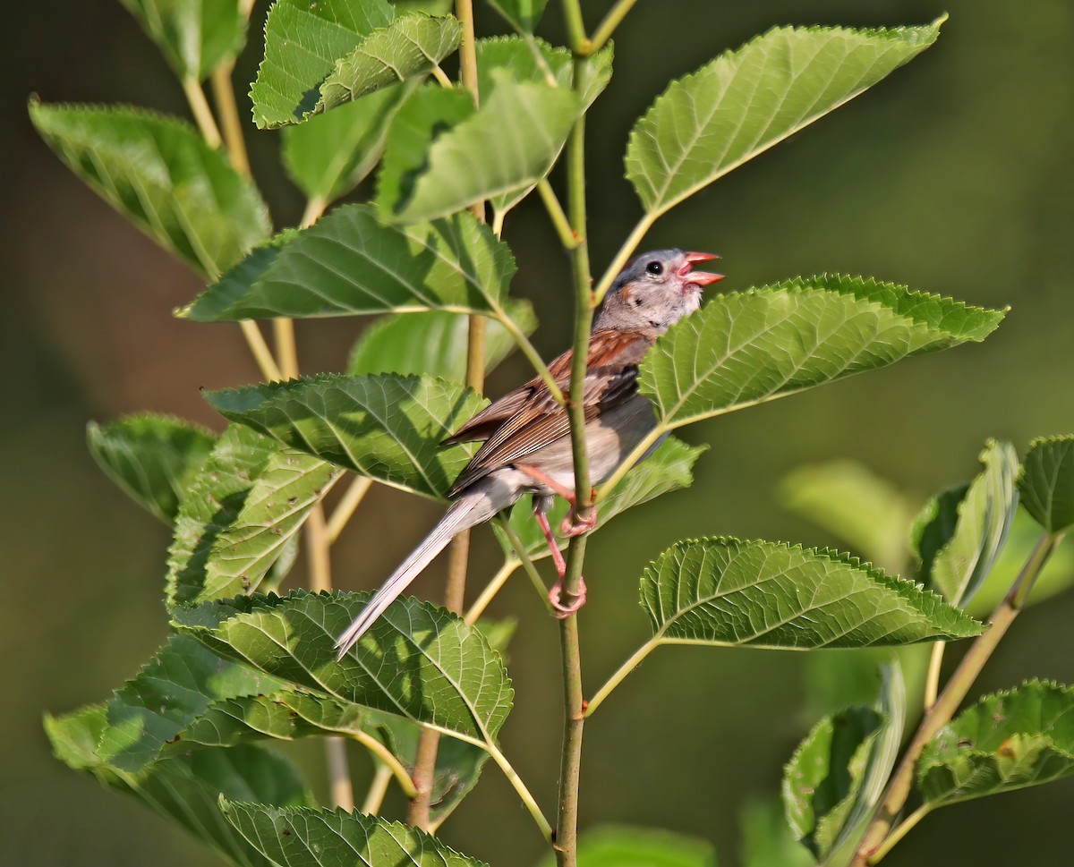 Field Sparrow - ML621559822