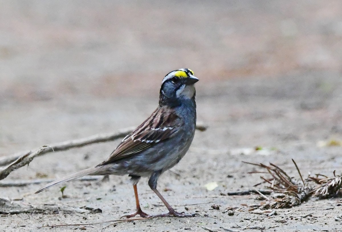 White-throated Sparrow - ML621559847