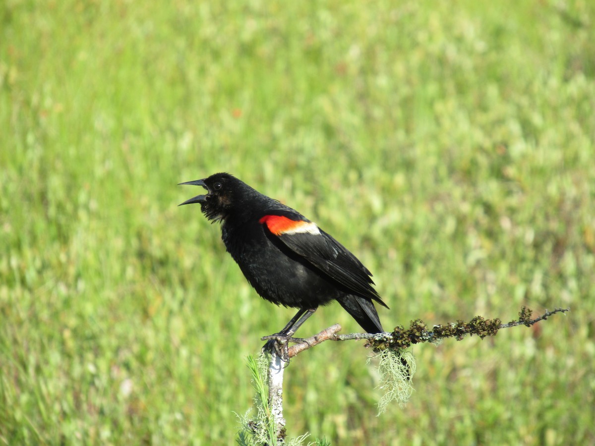 Red-winged Blackbird - ML621559883