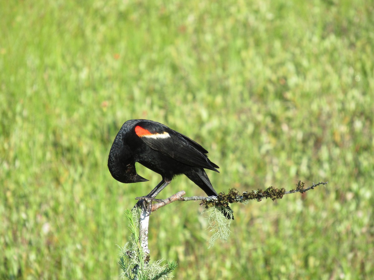 Red-winged Blackbird - ML621559884
