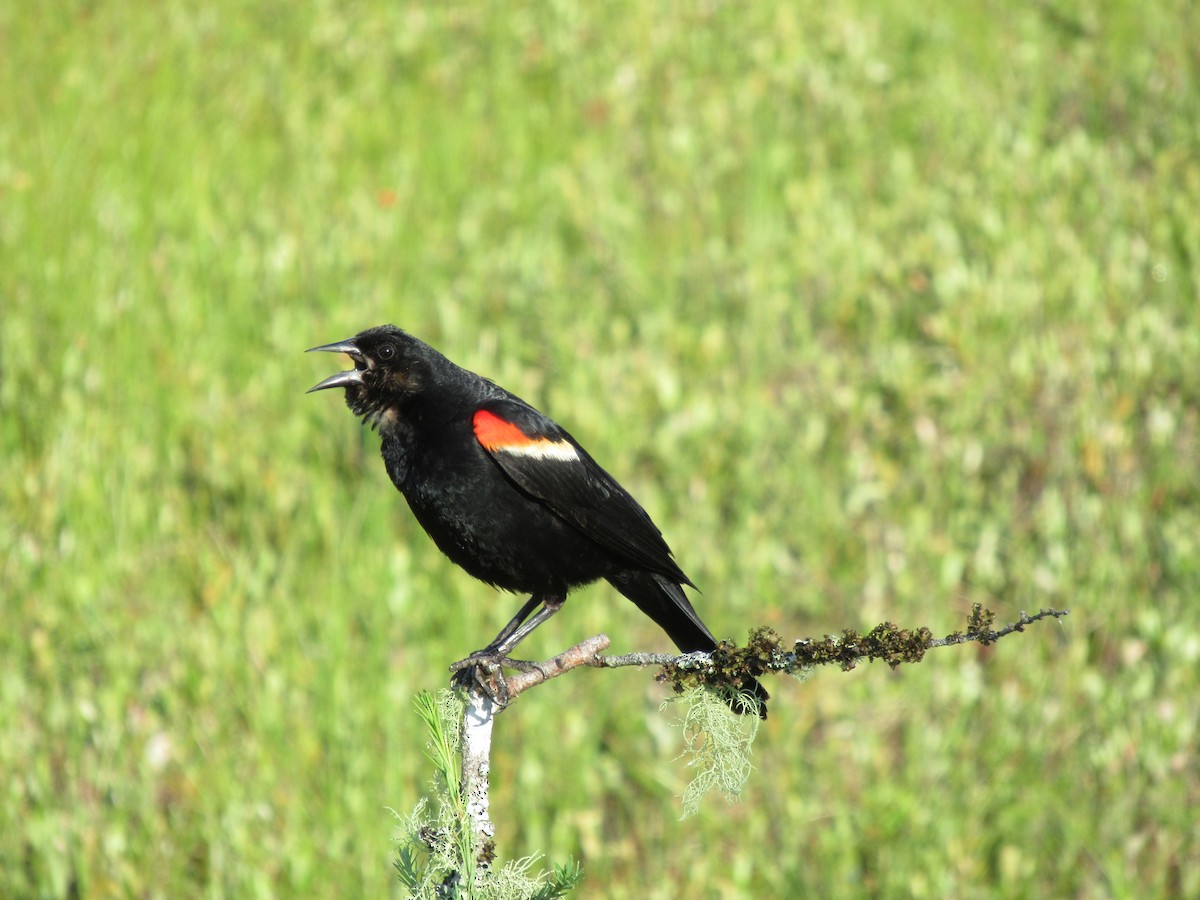 Red-winged Blackbird - ML621559885