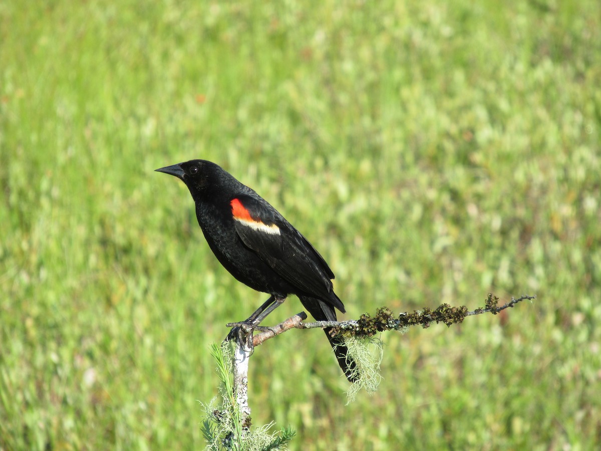 Red-winged Blackbird - ML621559886
